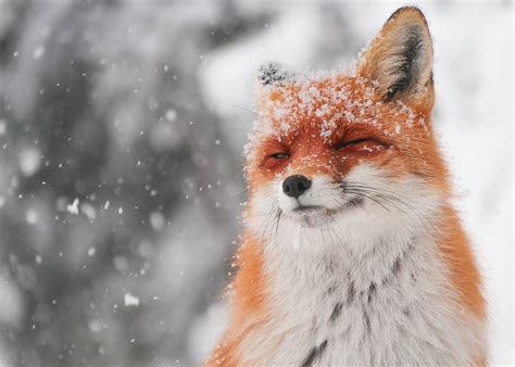 a picture of fox|cute pictures of a fox.